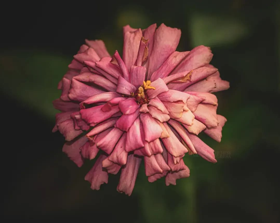 参考シナリオ：初回のお問い合わせ（flower）