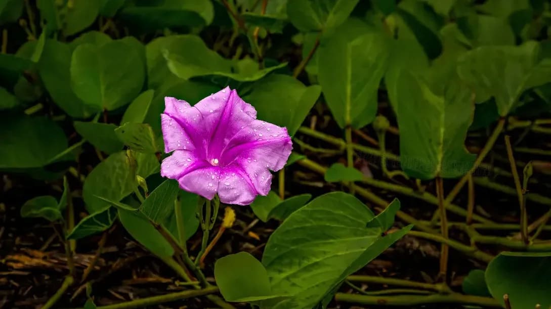 お供え花・法要用フラワーアレンジ